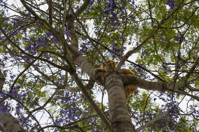 Low angle view of cat on tree