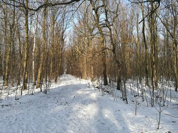 Close-up of snow covered trees against sky