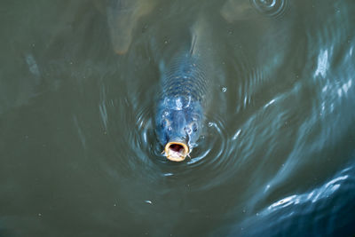 High angle view of turtle swimming in sea