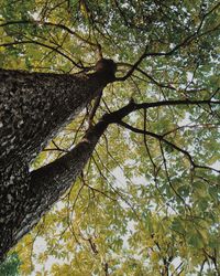 Low angle view of tree