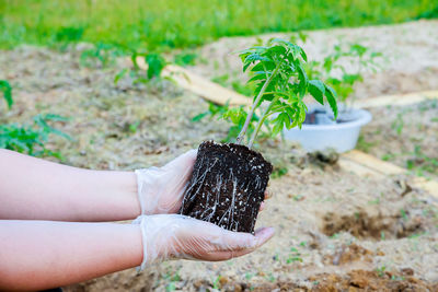 Cropped hand holding plant