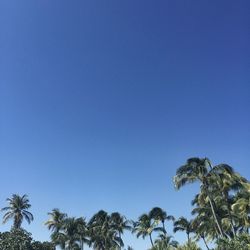 Low angle view of trees against blue sky