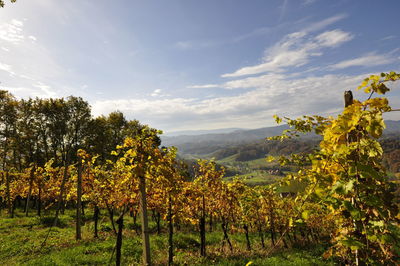 Scenic view of vineyard against sky