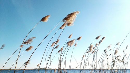 Low angle view of stalks against blue sky