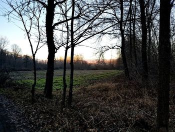 Trees on field against sky at sunset