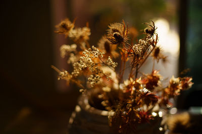 Backlited flowers in vase on the table in sunset time