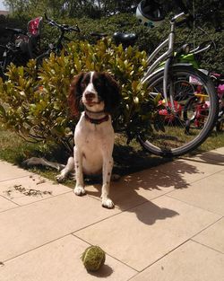 Portrait of dog sitting outdoors