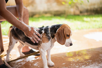 Low section of man bathing dog while sitting outdoors