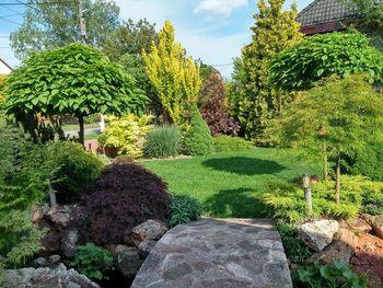Trees growing on rocks