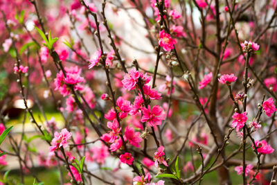 Close-up of pink flowers