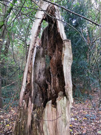 Tree trunk in forest