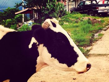 Cow on rock