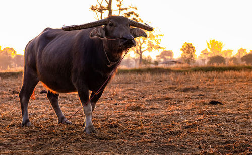 Swamp buffalo at a harvested rice field in thailand. buffalo stand at rice farm in the morning.