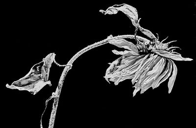 Close-up of wilted plant against black background