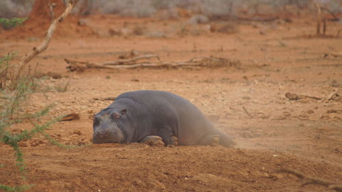 Rhinoceros relaxing on land