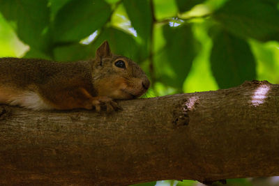 Close-up of squirrel on tree