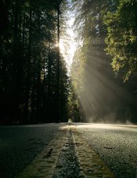 Empty road along trees
