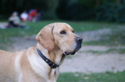 Close-up of dog