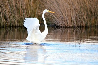 Swan in lake