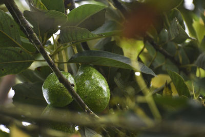Close-up of fruits growing on tree