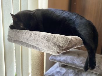 Close-up of a cat sleeping at home