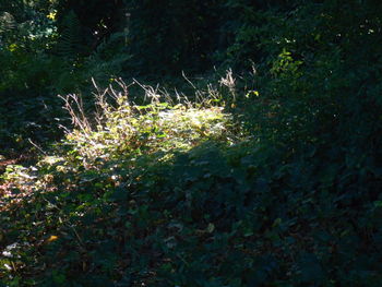plant