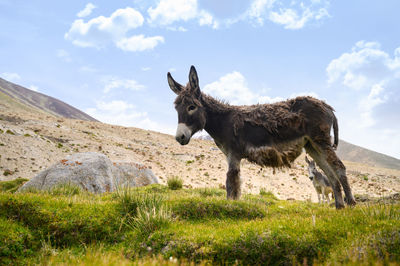 View of a horse on field