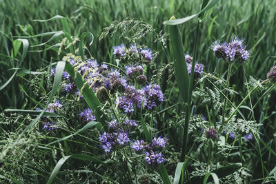 Close-up of purple flowering plants on land