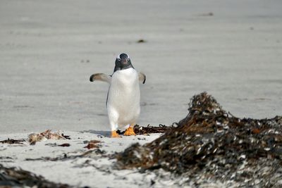 View of a bird on beach