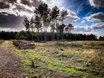 Scenic view of trees growing on field against sky