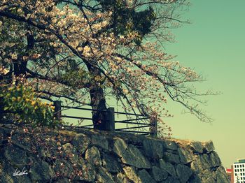 Low angle view of tree against sky