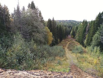 Scenic view of forest against sky