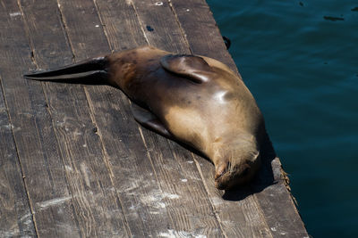 High angle view of sea lion