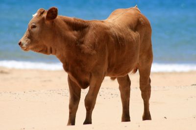 Side view of a dog walking on beach