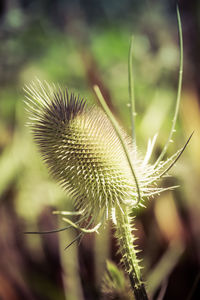 Close-up of thistle on plant