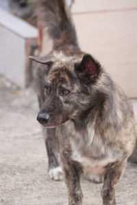 Portrait of dog looking away