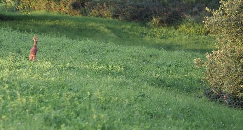 View of a bird on field