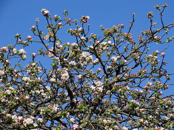 Low angle view of apple blossoms in spring