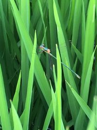 Close-up of insect on leaf