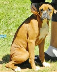 Dog standing on grass