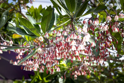 Close-up of berries growing on tree