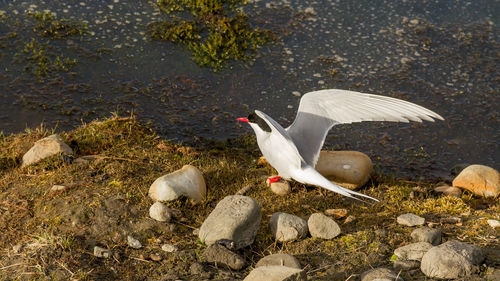 High angle view of bird perching at lakeshore