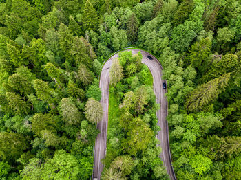 High angle view of trees in forest