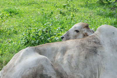 View of an animal on field