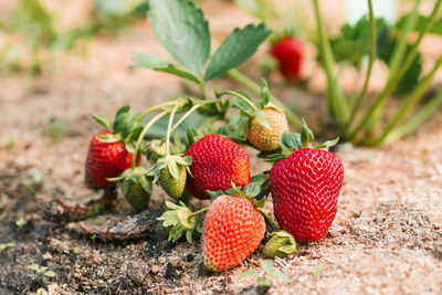 Strawberries are growing at garden.