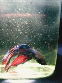 Fish swimming in aquarium