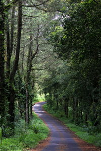 Empty road amidst trees in forest