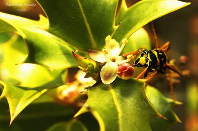 Close-up of insect on flower