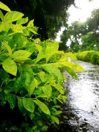 Close-up of green leaves in lake