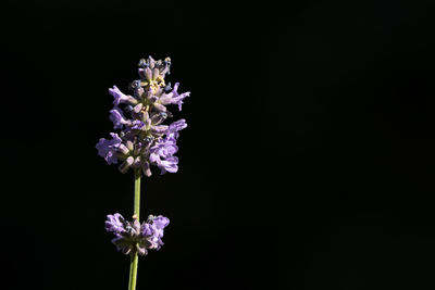 Close-up of purple flowering plant against black background